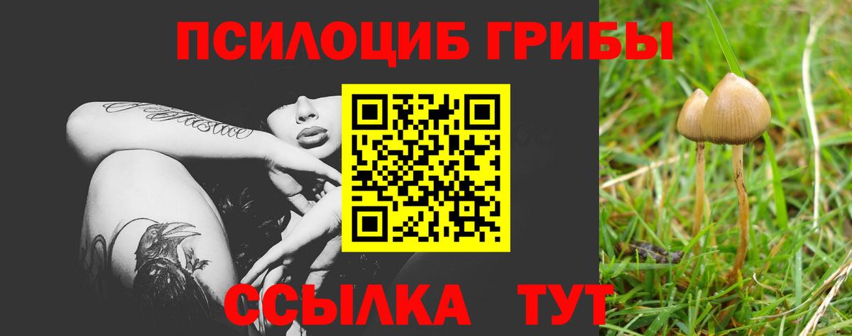 Галлюциногенные грибы Psilocybe Серов